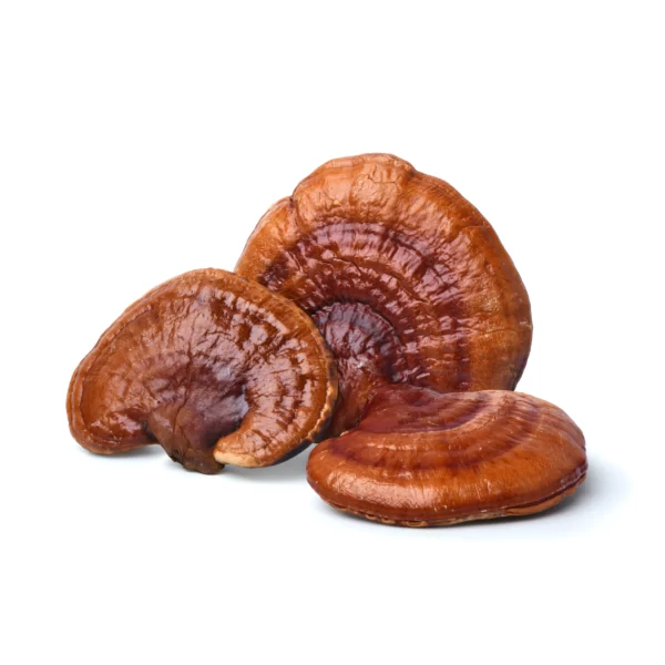 Cogumelo Reishi Micomedicina